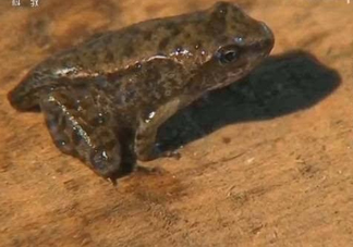 雪蛤和雪蛤油一樣嗎？雪蛤是青蛙嗎