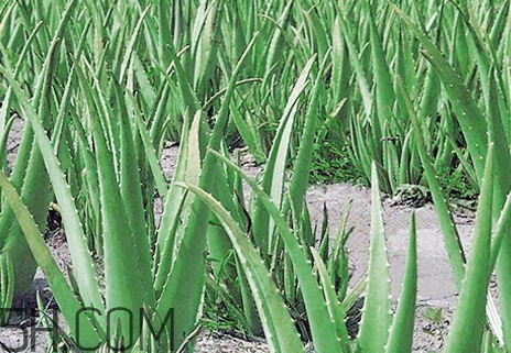 瑪茜蘆薈膠真假 瑪茜蘆薈膠好用嗎評測 瑪茜蘆薈膠真假 瑪茜蘆薈膠好用嗎評測