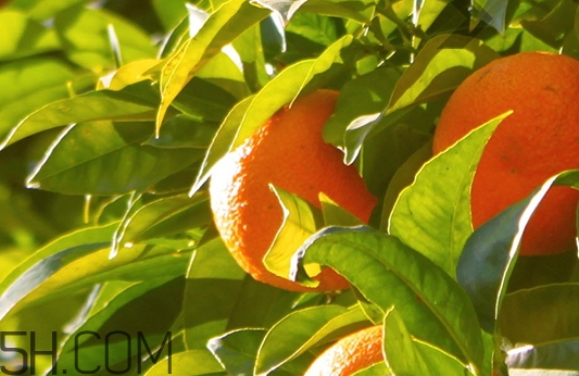 自然旋律是什么牌子？自然旋律是哪個(gè)國家的什么檔次