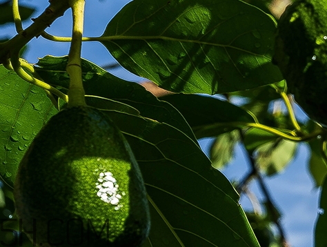 自然旋律是什么牌子？自然旋律是哪個(gè)國家的什么檔次