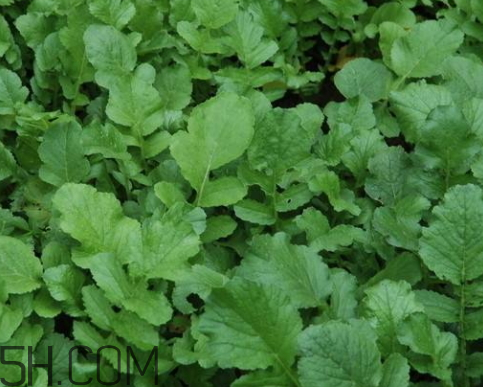 蘿卜葉是熱還是涼性 蘿卜葉是酸性還是堿性 蘿卜葉是熱還是涼性 蘿卜葉是酸性還是堿性