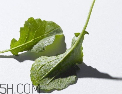 蘿卜葉是熱還是涼性 蘿卜葉是酸性還是堿性 蘿卜葉是熱還是涼性 蘿卜葉是酸性還是堿性