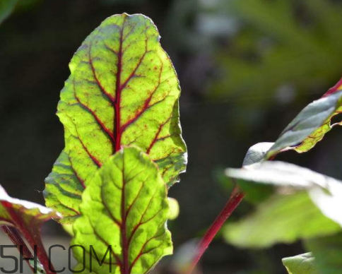 蘿卜葉是熱還是涼性 蘿卜葉是酸性還是堿性 蘿卜葉是熱還是涼性 蘿卜葉是酸性還是堿性