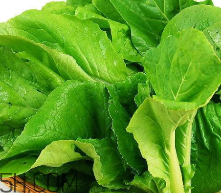 青菜是涼性還是熱性 青菜是發(fā)物嗎 青菜是涼性還是熱性 青菜是發(fā)物嗎