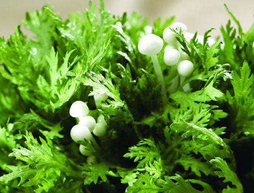 茼蒿是涼性還是熱性 茼蒿是寒性嗎 茼蒿是涼性還是熱性 茼蒿是寒性嗎