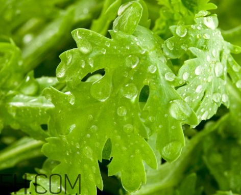 茼蒿是堿性還是酸性 茼蒿是發(fā)物嗎 茼蒿是堿性還是酸性 茼蒿是發(fā)物嗎