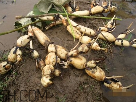 蓮藕是什么季節(jié)成熟的？蓮藕什么時候種植