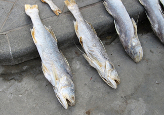 咸魚真的是一類致癌物？咸魚怎么做好吃