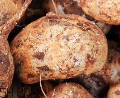 涼薯是涼性的嗎 涼薯是熱性還是涼性 涼薯是涼性的嗎 涼薯是熱性還是涼性