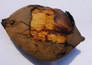 烤紅薯上火嗎？沒有烤箱怎么做烤紅薯