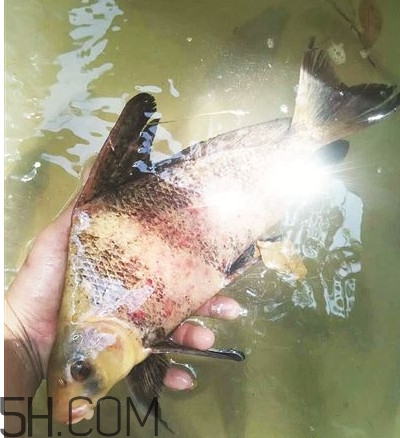 胭脂魚可以吃嗎？胭脂魚好養(yǎng)嗎