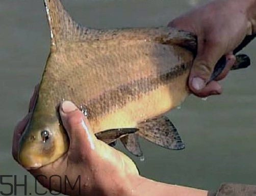 胭脂魚是冷水魚嗎？胭脂魚是熱帶魚嗎