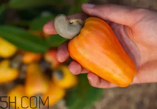 腰果梨好吃嗎？腰果梨怎么吃？