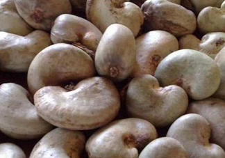 腰果有殼嗎？為什么沒有賣的腰果梨