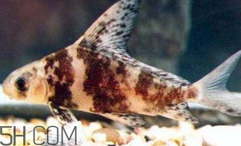 胭脂魚是冷水魚嗎？胭脂魚是熱帶魚嗎