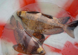 胭脂魚是冷水魚嗎？胭脂魚是熱帶魚嗎