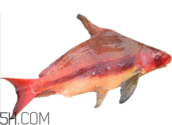 胭脂魚是什么魚？胭脂魚是保護(hù)動(dòng)物嗎