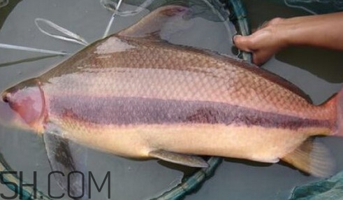 胭脂魚可以吃嗎？胭脂魚好養(yǎng)嗎
