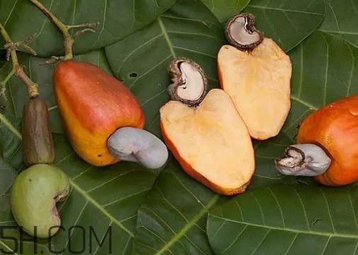 腰果有殼嗎？為什么沒有賣的腰果梨