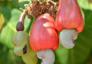 腰果是什么植物的果實？腰果果實能吃嗎