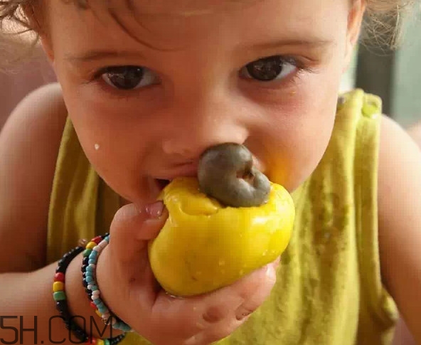 腰果是什么植物的果實(shí)？腰果果實(shí)能吃嗎