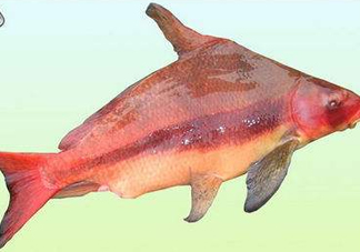 胭脂魚(yú)是什么魚(yú)？胭脂魚(yú)是保護(hù)動(dòng)物嗎