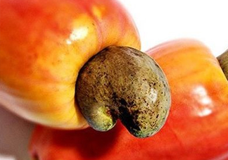 腰果梨好吃嗎？腰果梨怎么吃？