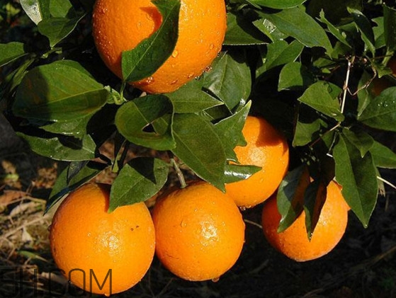 臍橙之鄉(xiāng)是哪里？臍橙哪里的最好吃