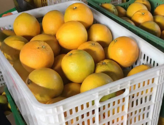 贛南臍橙什么時候上市？贛南臍橙一棵能產(chǎn)多少斤