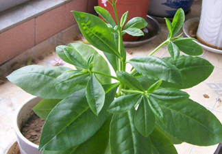 土人參有毒嗎？土人參葉子可以吃嗎？