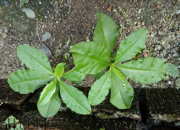 土人參怎么吃？新鮮的土人參多少錢一斤