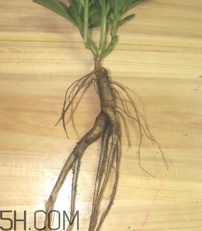 土人參有毒嗎？土人參葉子可以吃嗎？