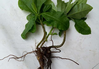 土人參怎么吃？新鮮的土人參多少錢一斤