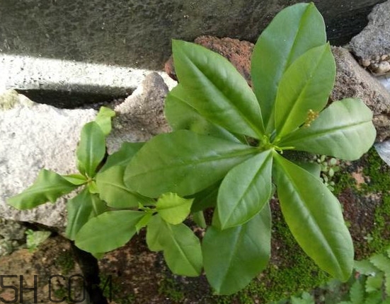 土人參有毒嗎？土人參葉子可以吃嗎？