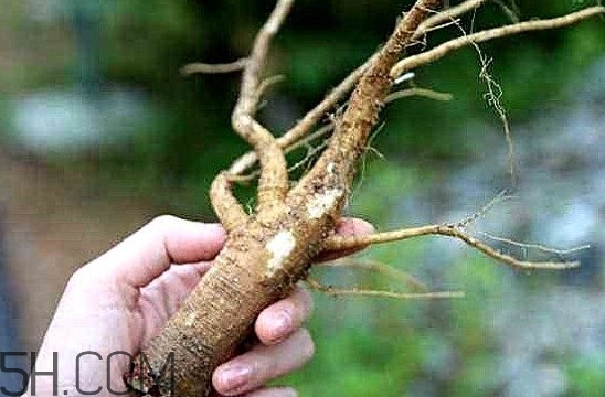 土人參是什么？人參和土人參的區(qū)別
