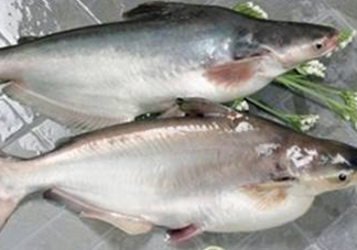 巴沙魚可以生吃嗎？巴沙魚的功效與作用