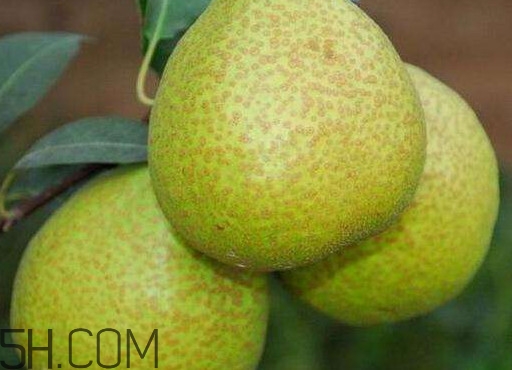 為什么萊陽梨好吃？萊陽梨的功效與作用