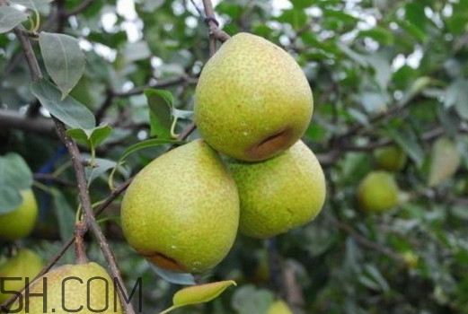 萊陽梨怎么催熟？萊陽梨汁多少錢一箱