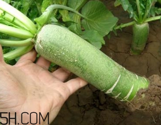 為什么說煙臺蘋果萊陽梨不如濰坊蘿卜皮？