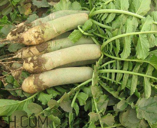 青蘿卜是轉(zhuǎn)基因嗎？如何辨別濰縣蘿卜真假