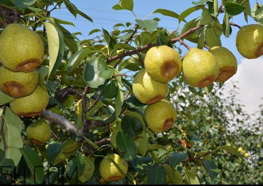 萊陽梨哪個地方的最正宗？萊陽梨和碭山梨哪個好