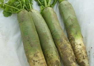 為什么說煙臺蘋果萊陽梨不如濰坊蘿卜皮？