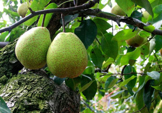 萊陽梨哪個地方的最正宗？萊陽梨和碭山梨哪個好