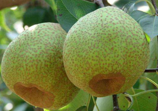 為什么萊陽梨好吃？萊陽梨的功效與作用