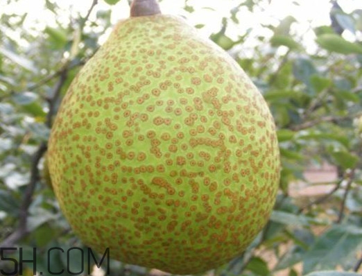 萊陽梨是哪里的？萊陽梨是什么梨