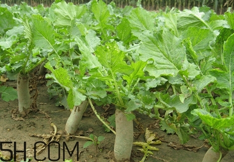 為什么說煙臺蘋果萊陽梨不如濰坊蘿卜皮？