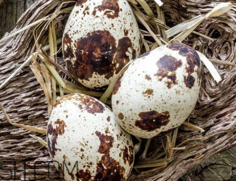 鵪鶉蛋發(fā)霉了能不能吃 鵪鶉蛋長(zhǎng)毛了還能吃嗎 鵪鶉蛋發(fā)霉了能不能吃 鵪鶉蛋長(zhǎng)毛了還能吃嗎