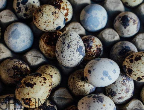 鵪鶉蛋發(fā)霉了能不能吃 鵪鶉蛋長(zhǎng)毛了還能吃嗎 鵪鶉蛋發(fā)霉了能不能吃 鵪鶉蛋長(zhǎng)毛了還能吃嗎