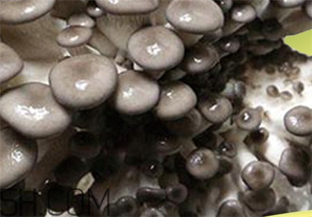蘑菇的營(yíng)養(yǎng)價(jià)值_蘑菇的功效與作用及食用方法 蘑菇的營(yíng)養(yǎng)價(jià)值_蘑菇的功效與作用及食用方法