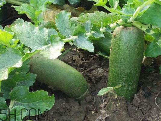 沙窩蘿卜是沙子里的蘿卜嗎？沙窩蘿卜產(chǎn)地是哪兒